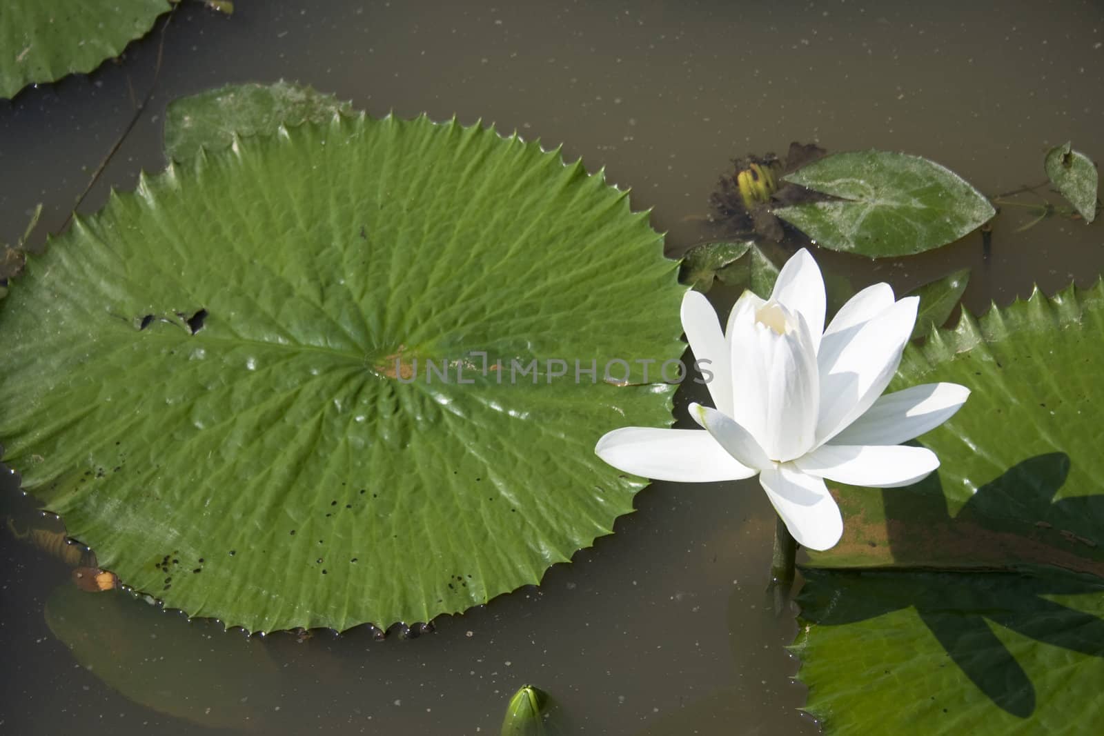 A white water lily in a garden.