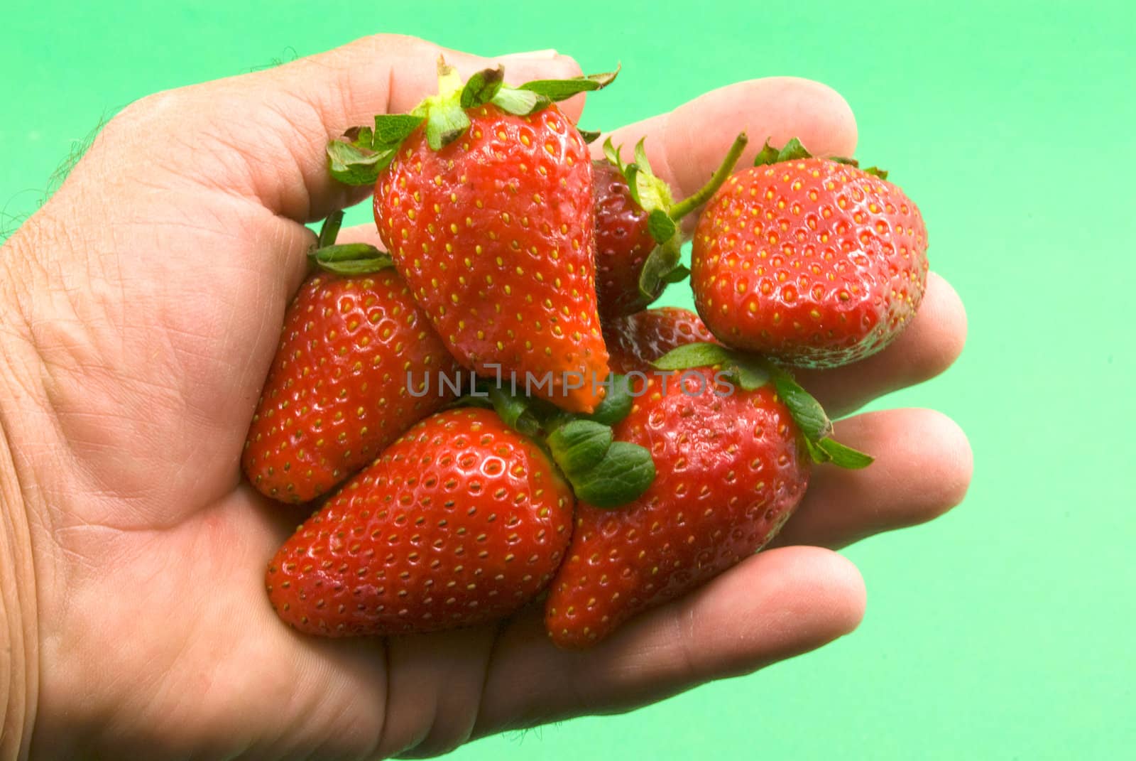 
in his hand, fresh strawberries, collected from the beds, on a green background 