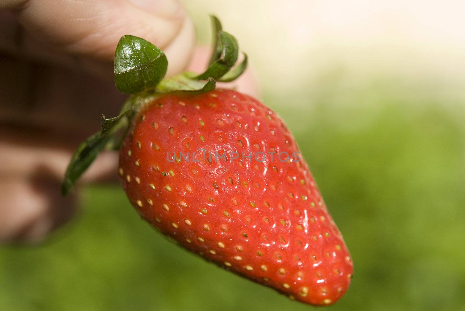 	
Man holding fingers for one twig strawberries
