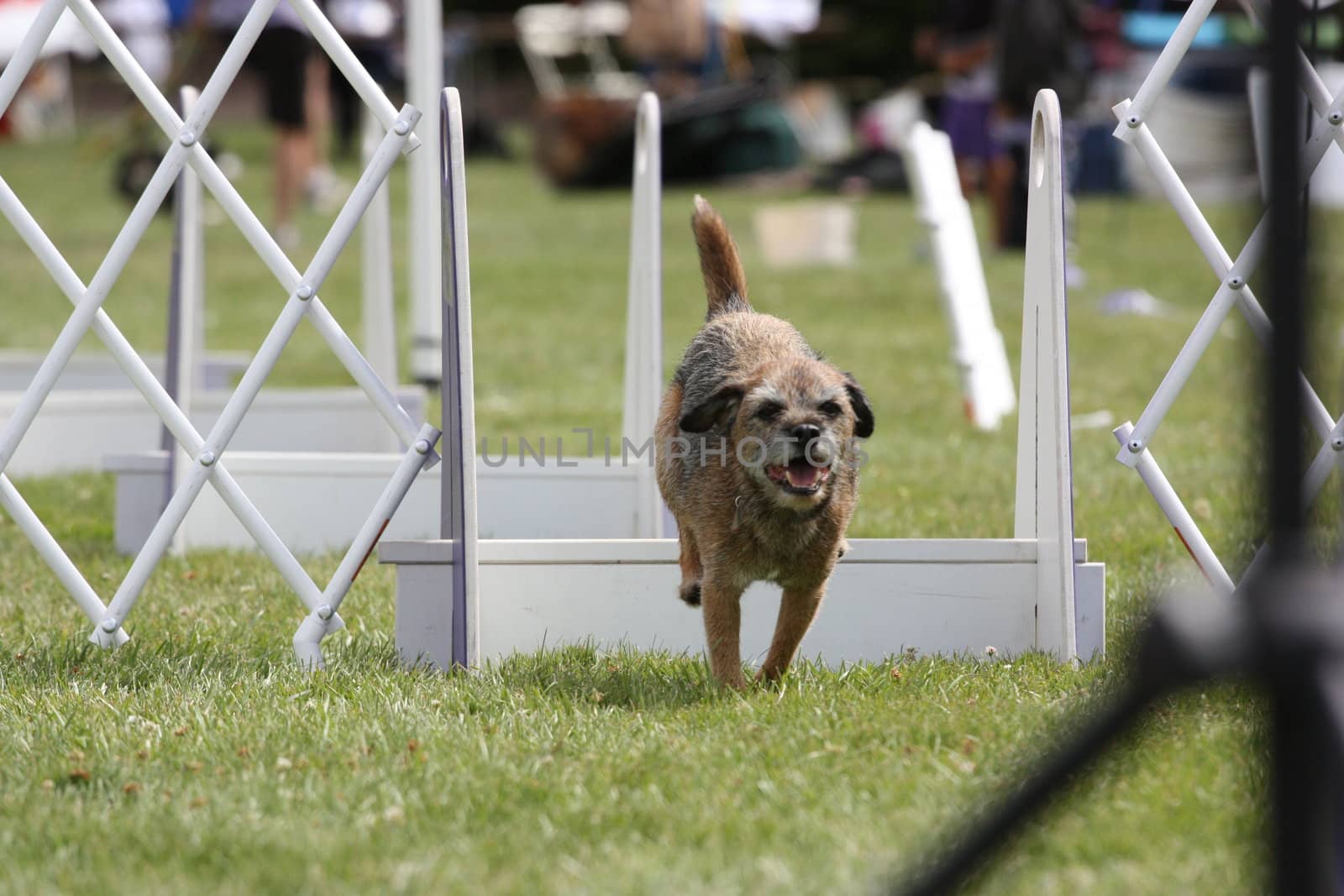 Close up of a Dog Exercising.