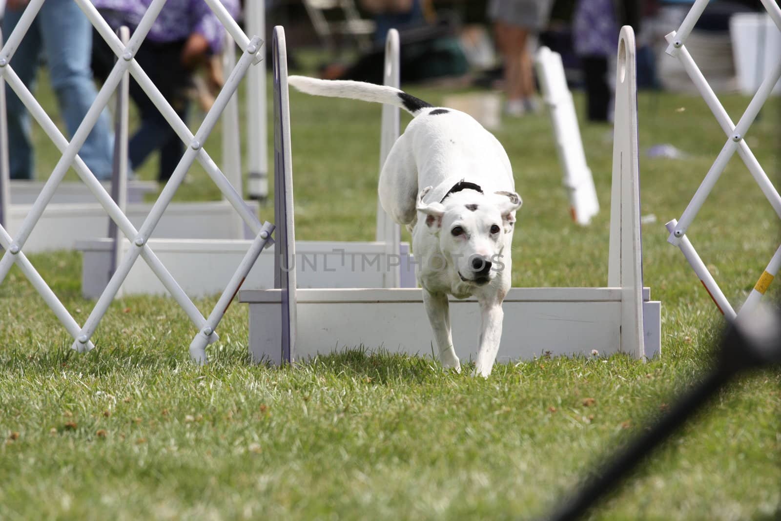 Close up of a Dog Exercising.