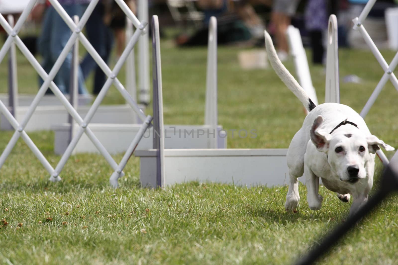 Close up of a Dog Exercising.