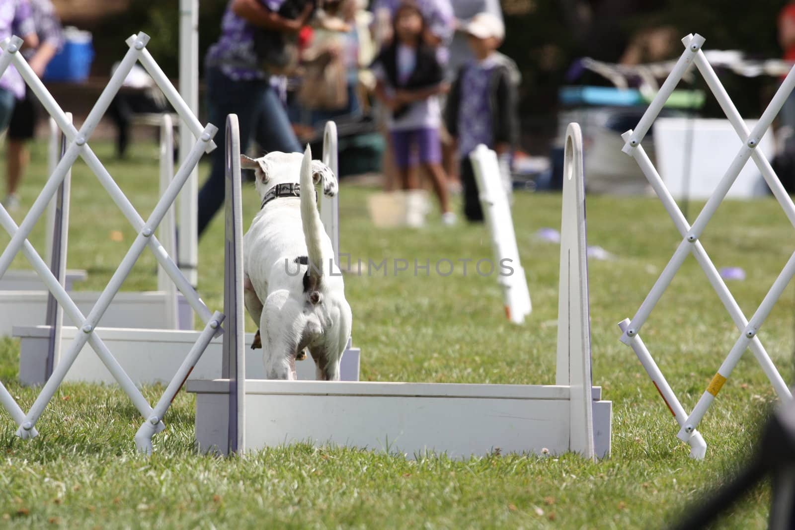 Dog Exercising by MichaelFelix