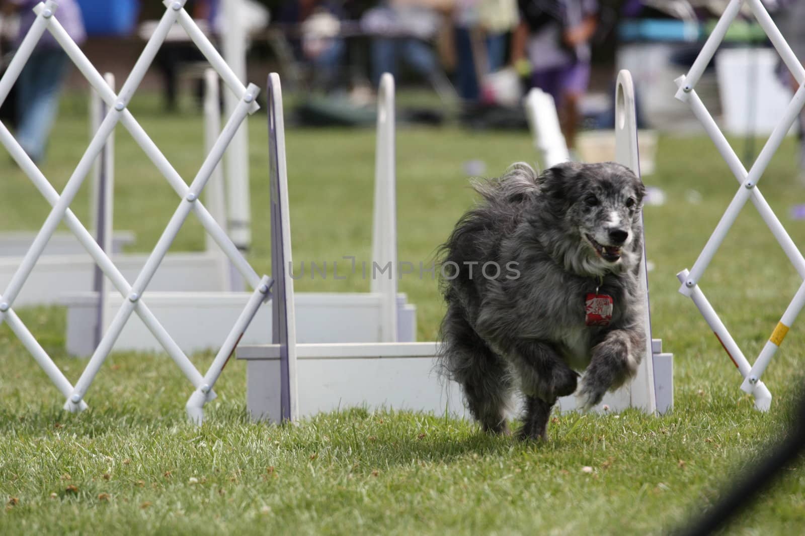 Close up of a Dog Exercising.