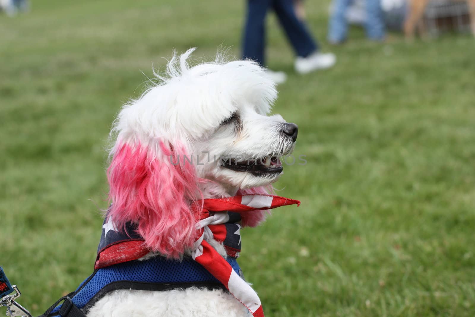 Close up of a Poodle.