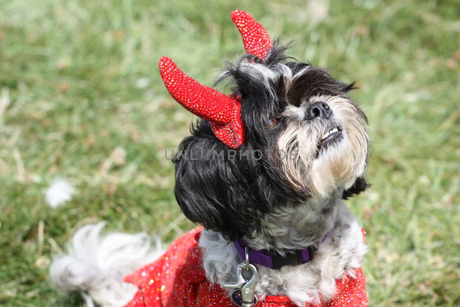 Close up of a Shih Tzu.