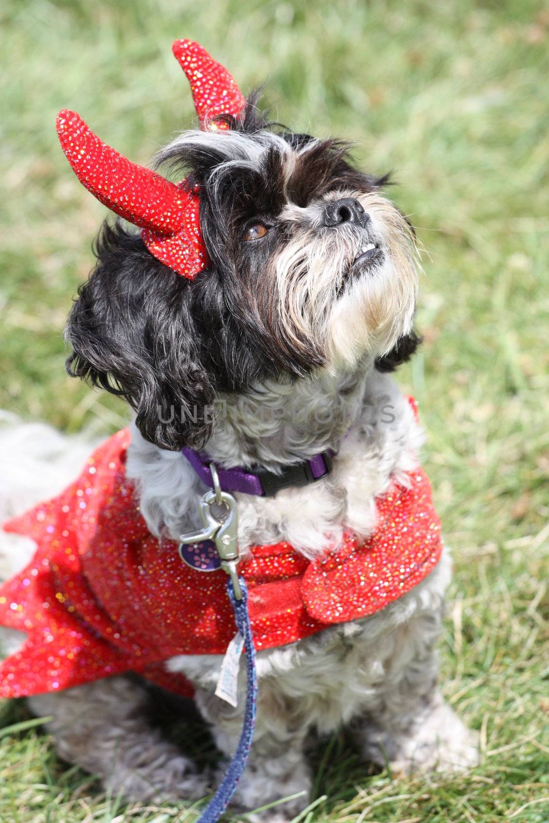 Close up of a Shih Tzu.