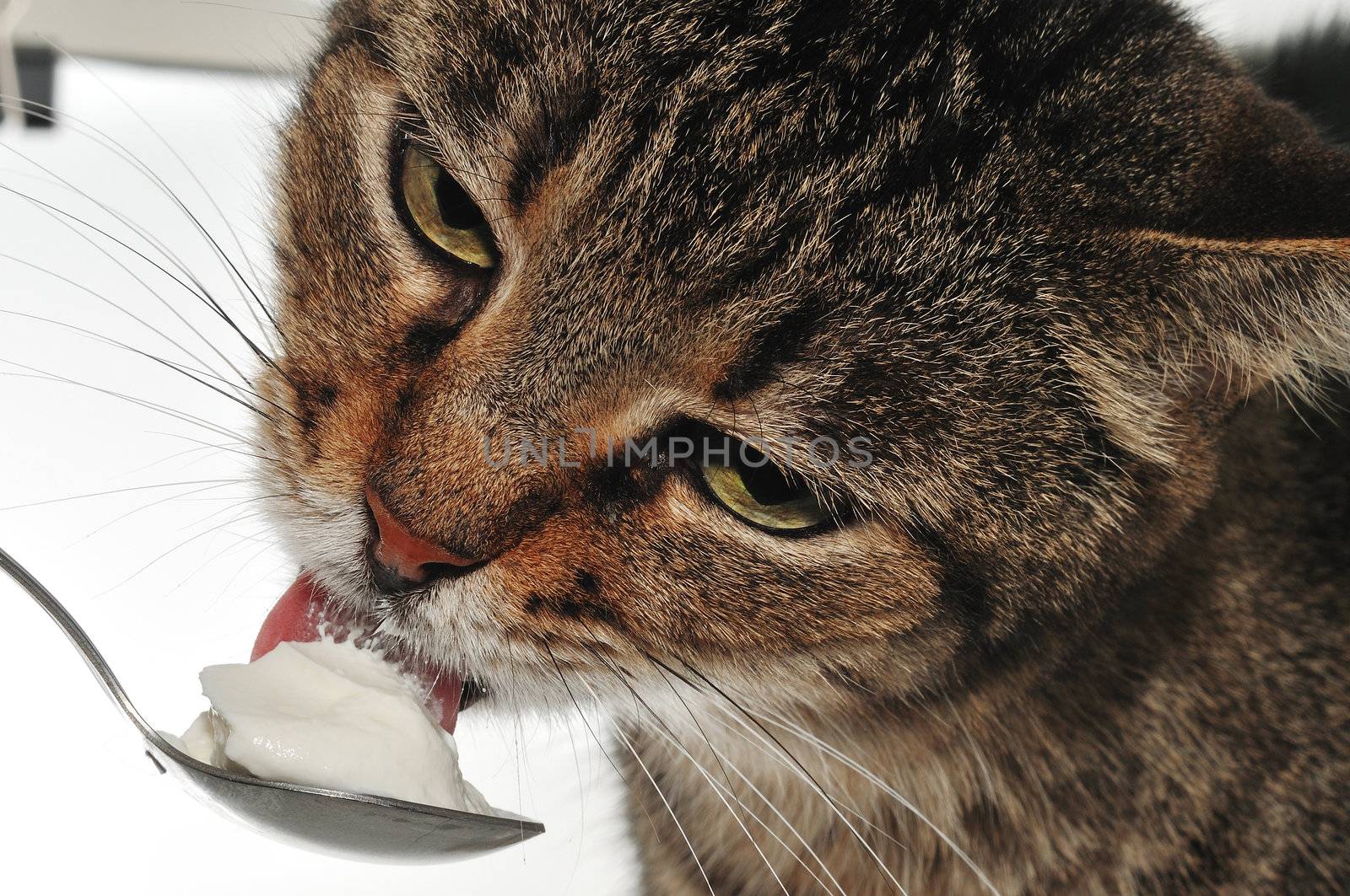 
cat eats sour cream from a spoon, which holds the master