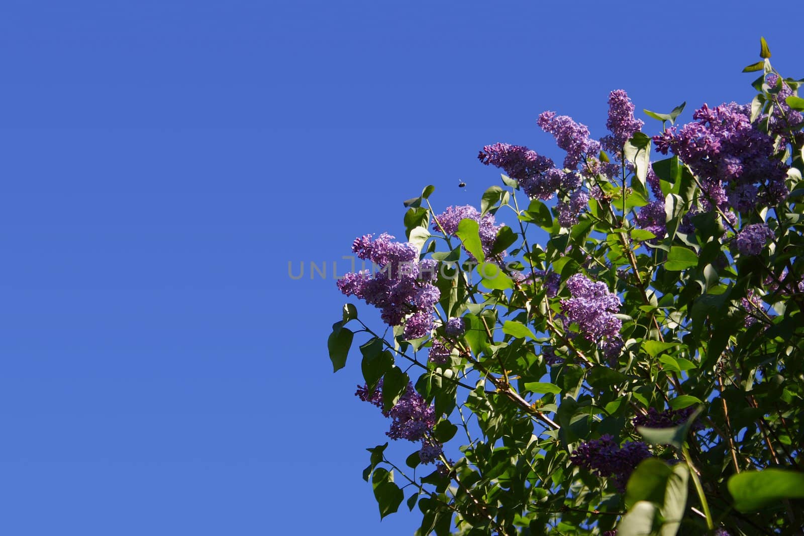 Violet and celestial