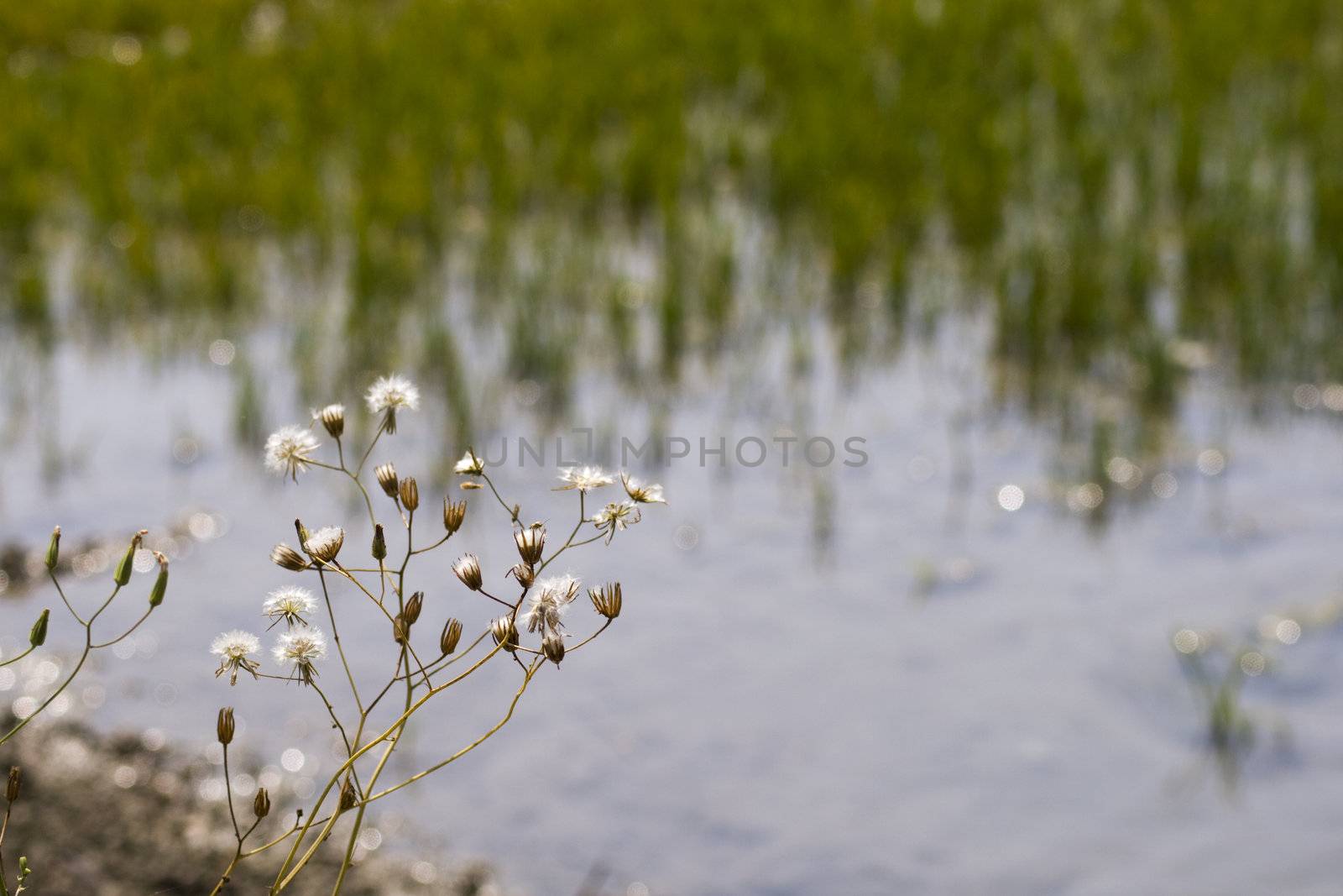 White flowers near a field of rice with water