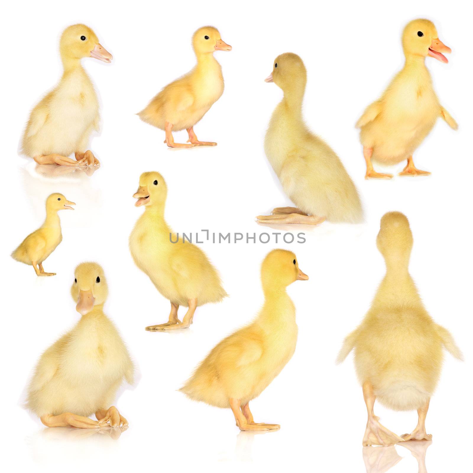 Collage of ducklings