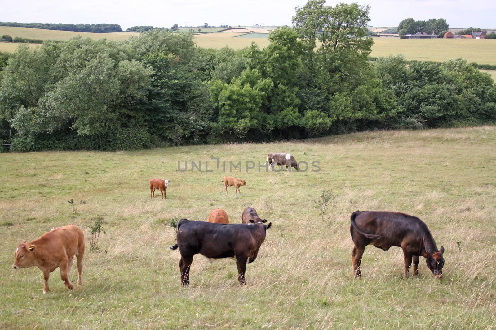 many cows grazing in field