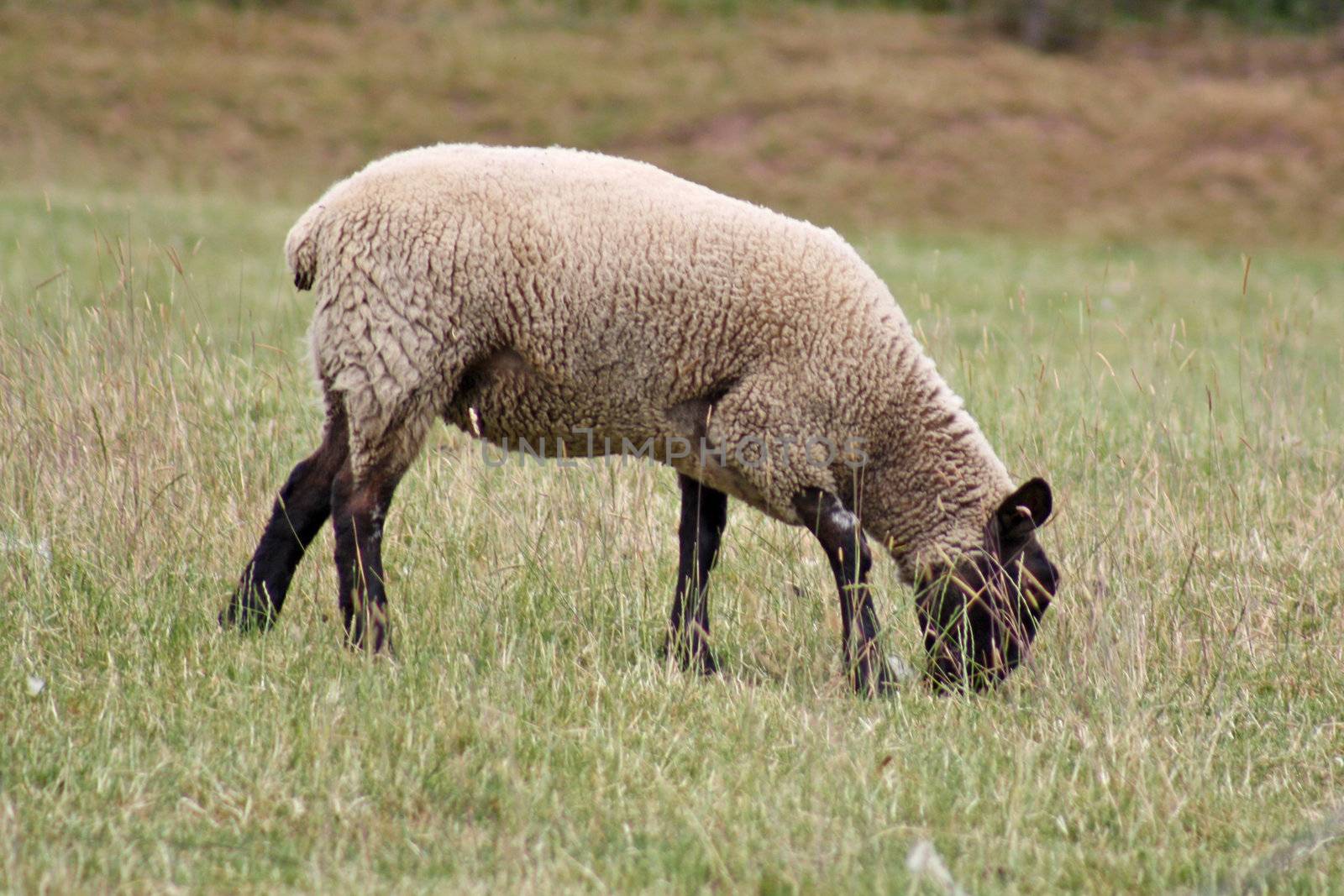 a sheep grazing in field