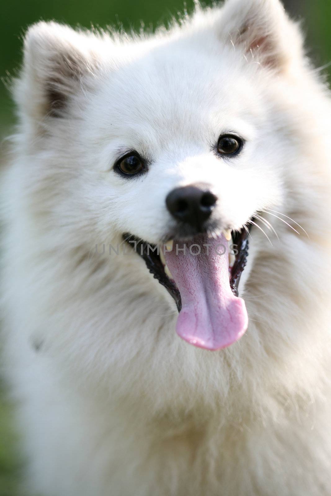 Beautiful white Alaskan Eskimo dog