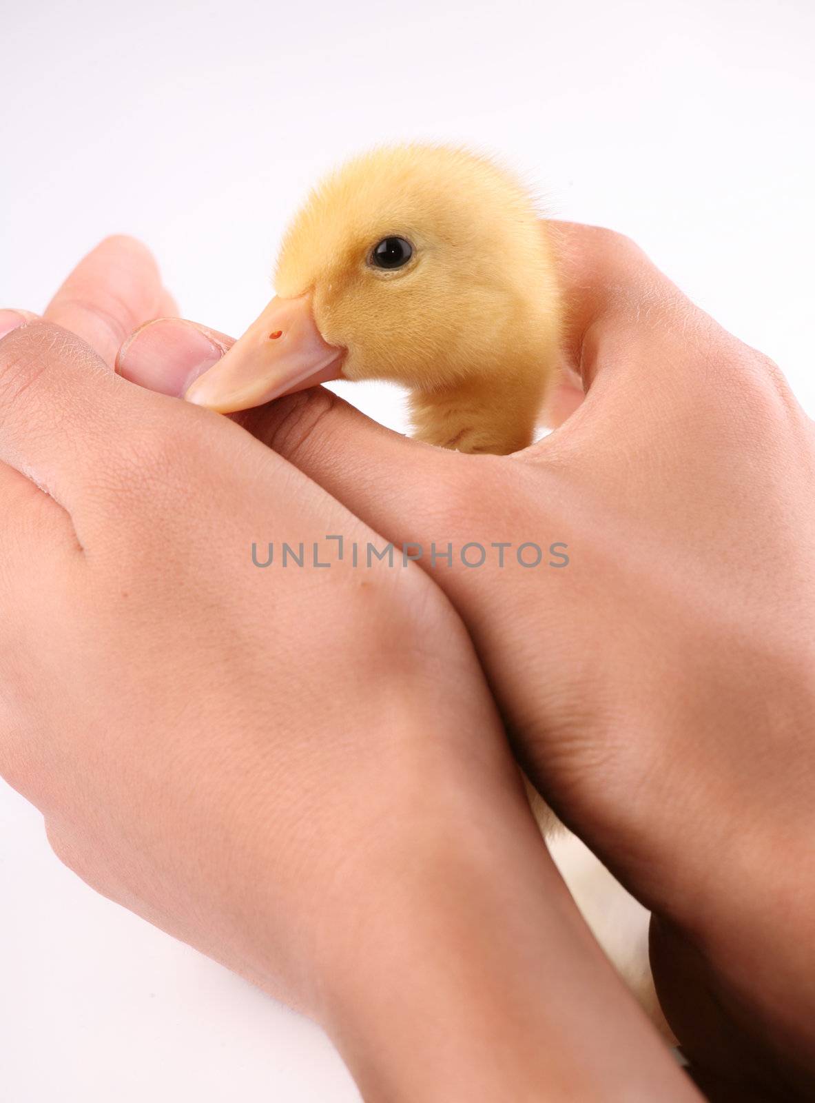 Adorable yellow duckling held in child's hand