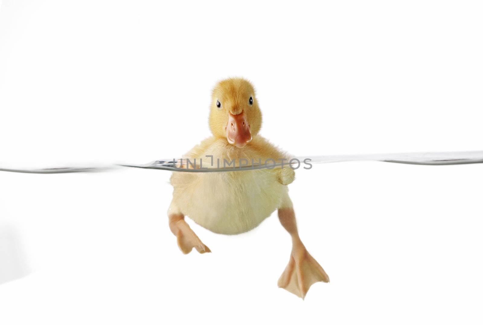 Cute duckling swimming in clear water, front view