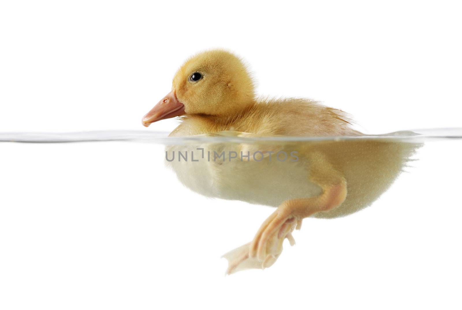 Cute duckling in water by jarenwicklund