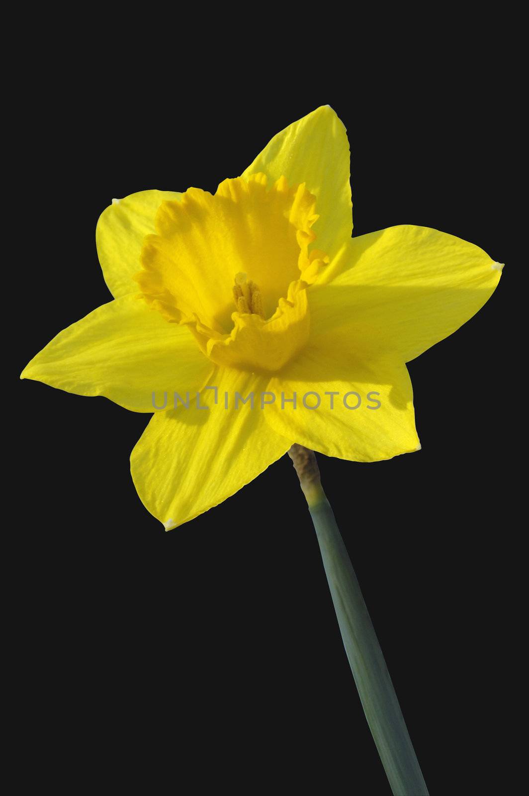 A solitary daffodil, isolated on black.