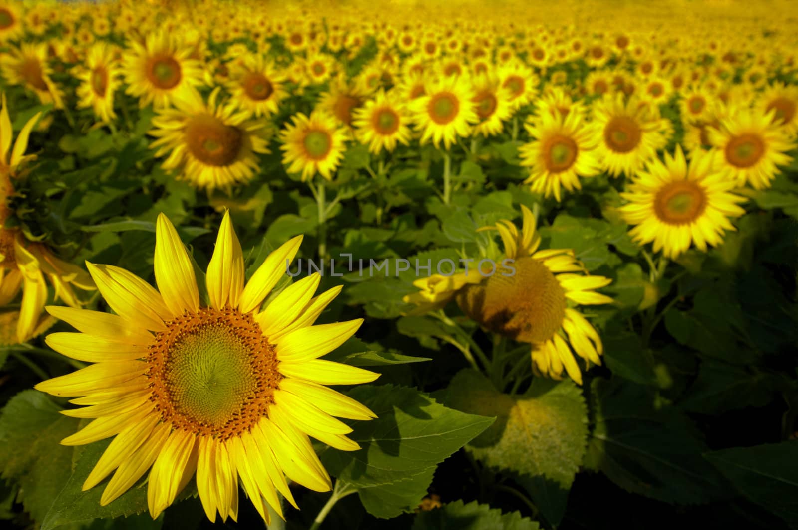 Sunflowers by Bateleur