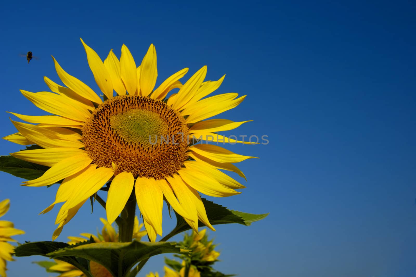 A sunflower, against a clear blue sky, with a honey-bee at upper left, zooming in to land on it.