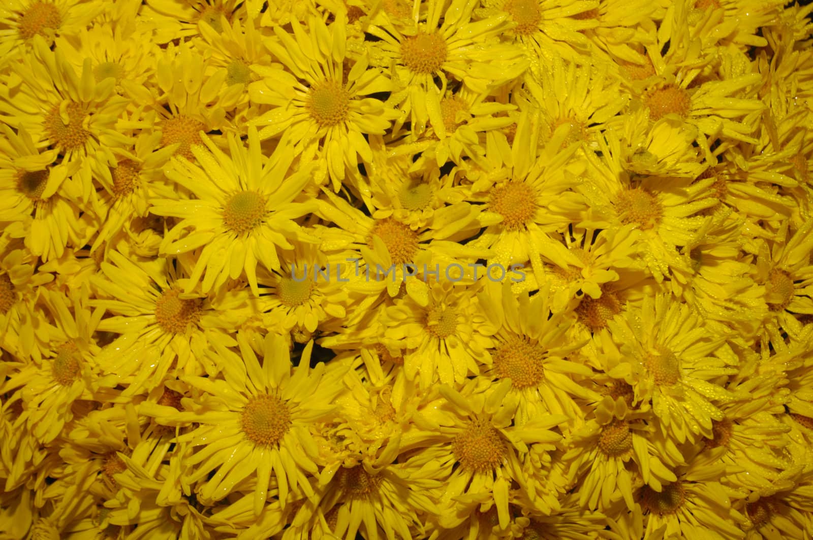 A mass of chrysthanthemum flowers, close up and slightly wet with dew. Stock suitable for background.