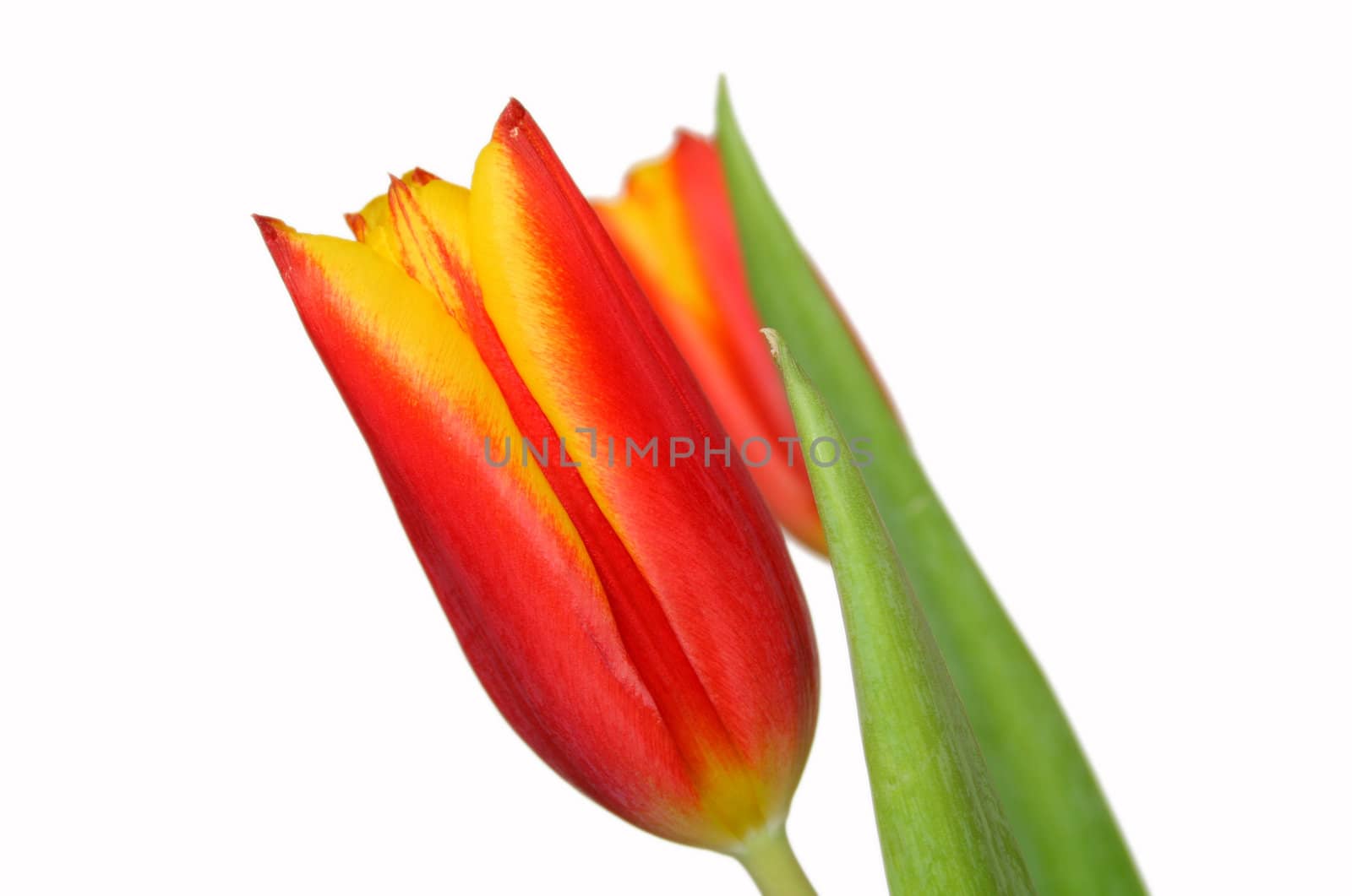 A beauitful two toned tulip isolated on a white background.