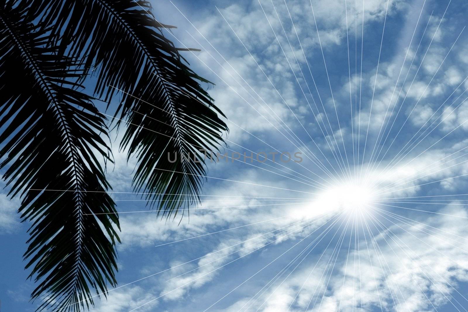 Coconut Palm Frond in the Philippine nice Blue Sky and illustration sun light