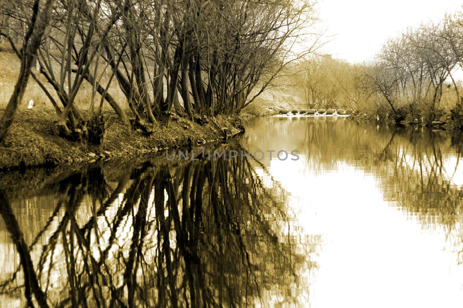 Trees during winter with reflection in the streams of water