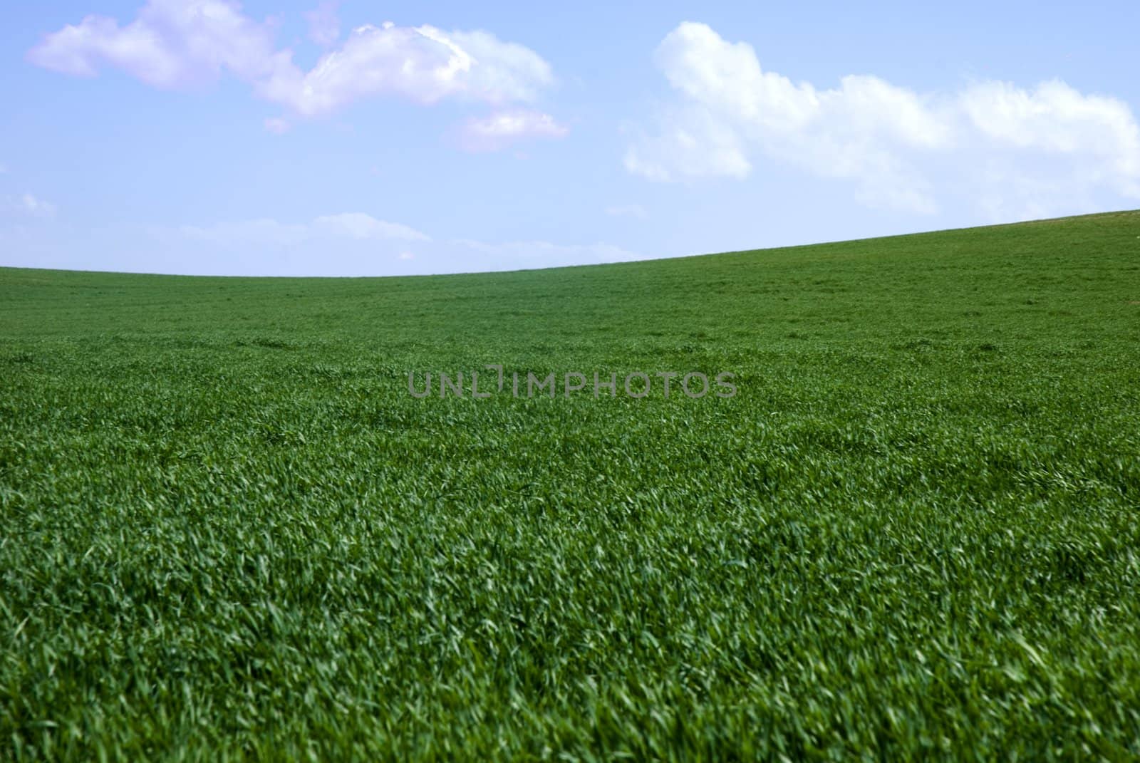 Green fields, the blue sky and white clouds 