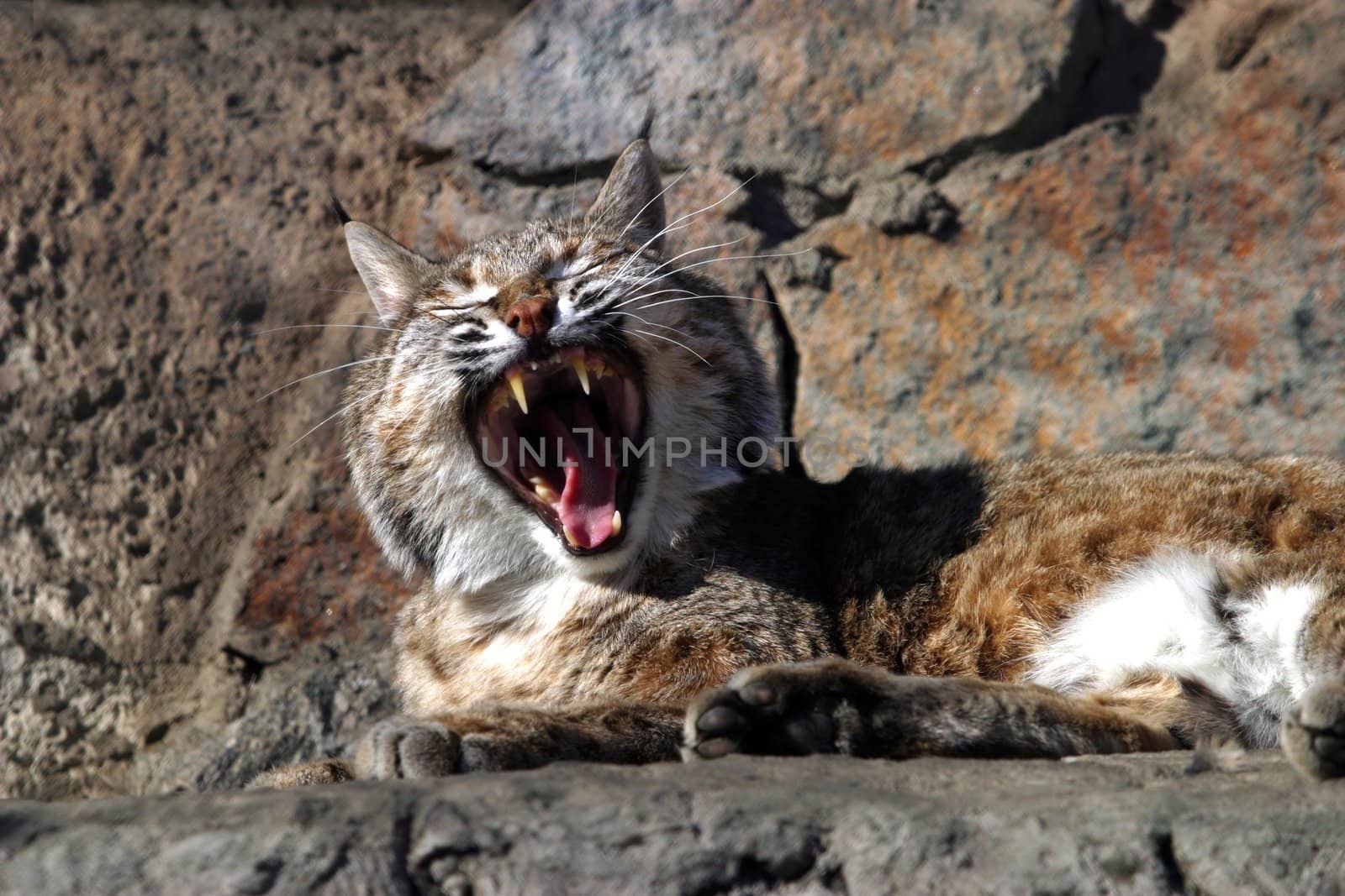 The image of a wild cat with an open mouth