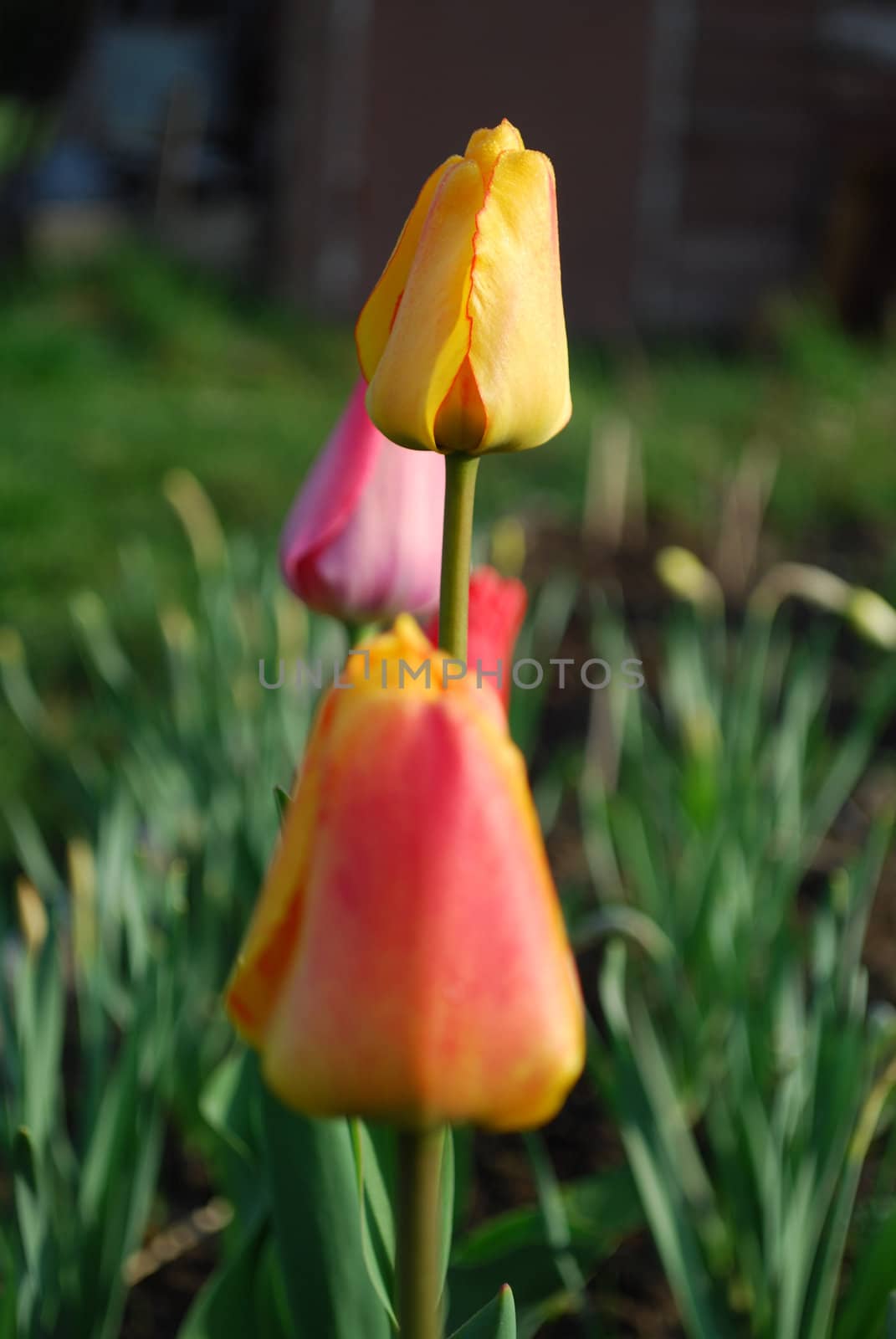 closed tulips with morning dew in a row with focus on a yellow tulip in the middle