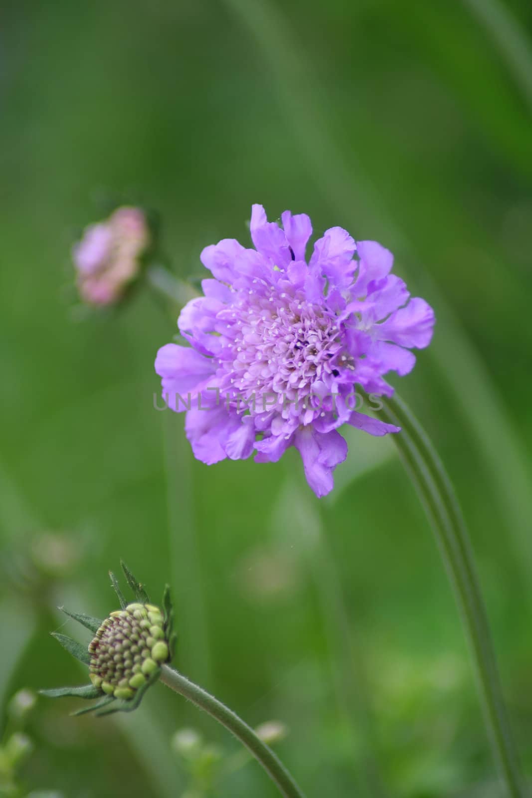 A Purple bloom from a flower called Pincushion.  Used a shallow DOF.