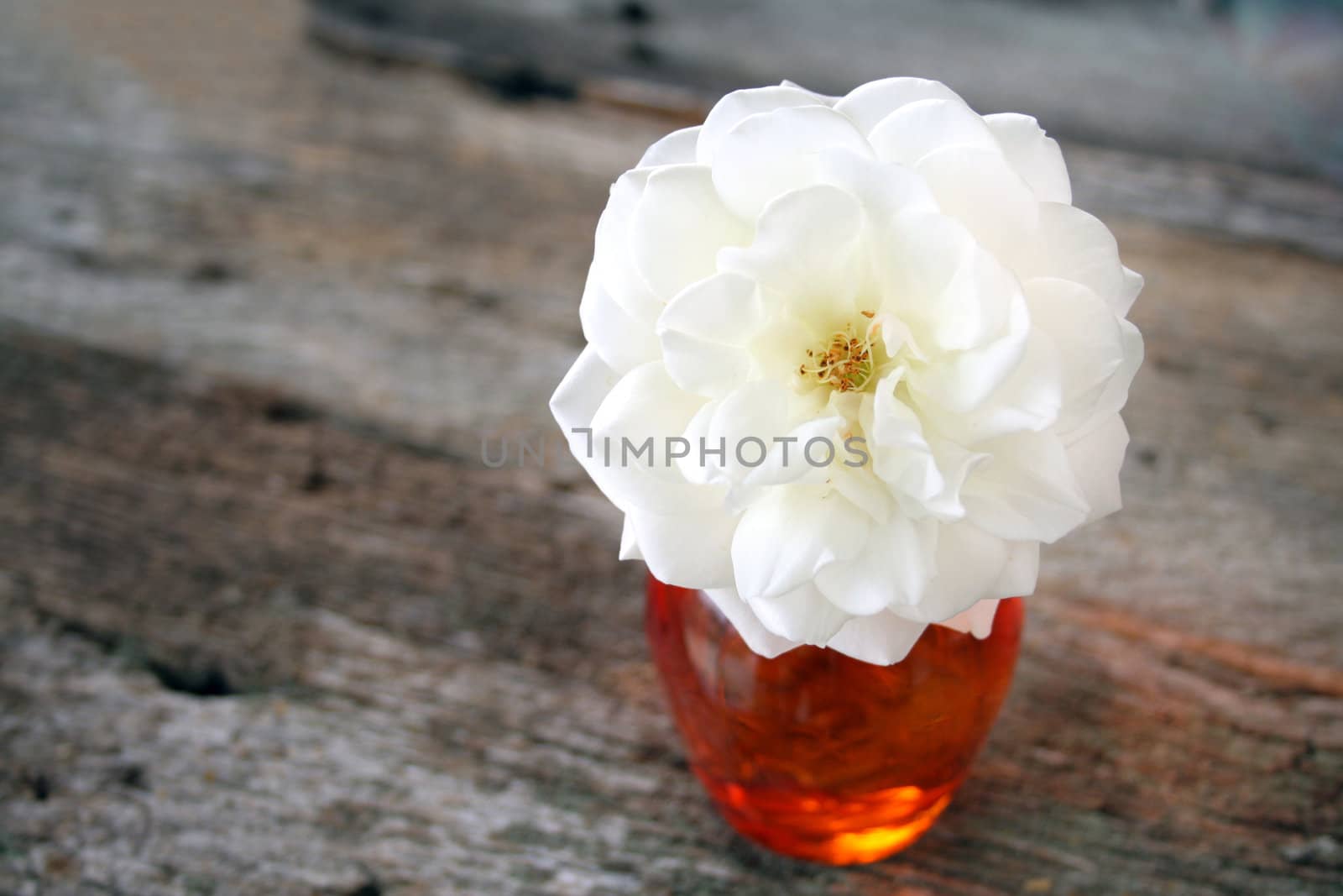 A white rose in an orange vase with a wood textured background.
