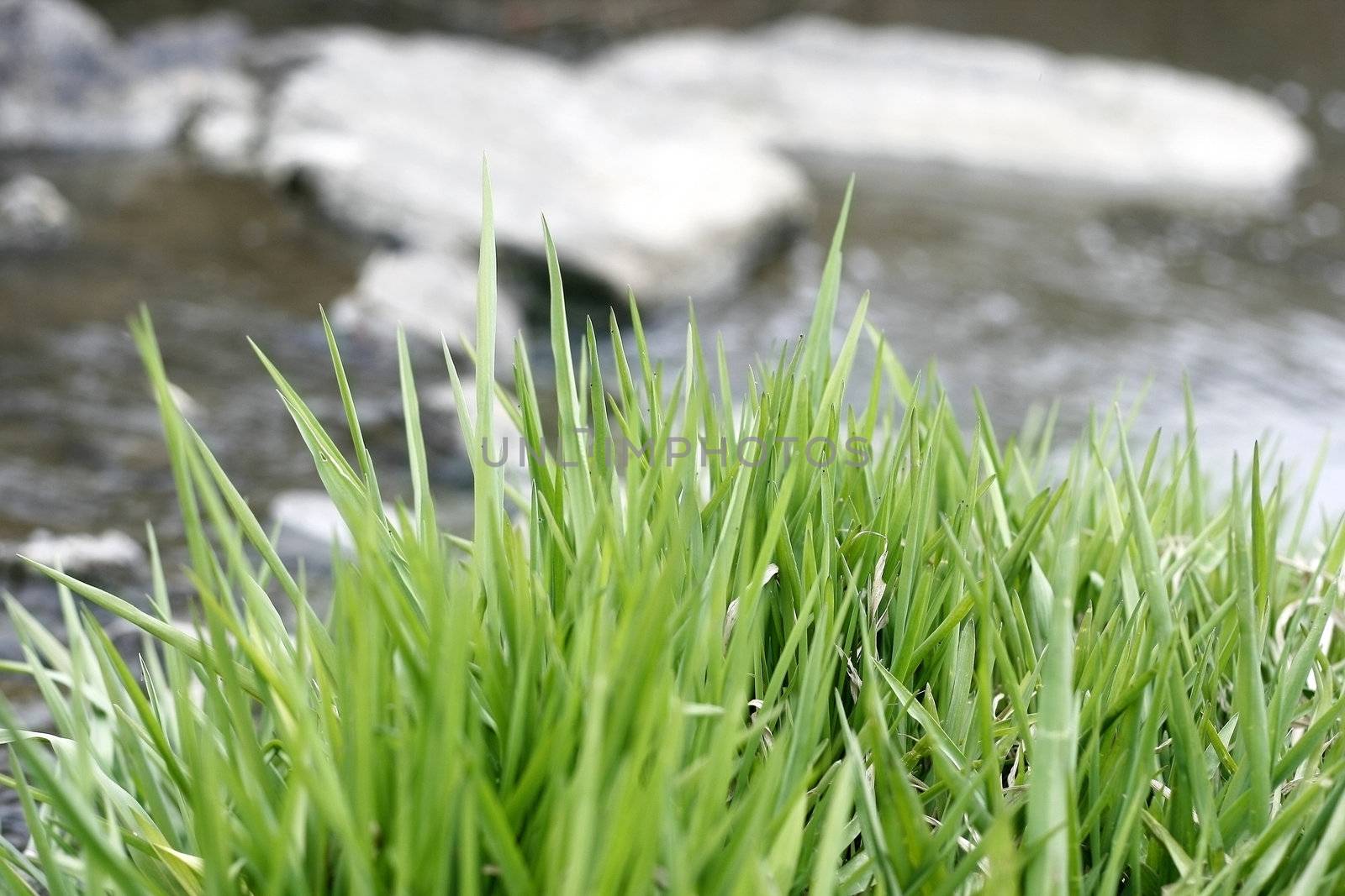 Grass growing in the water by a river bank