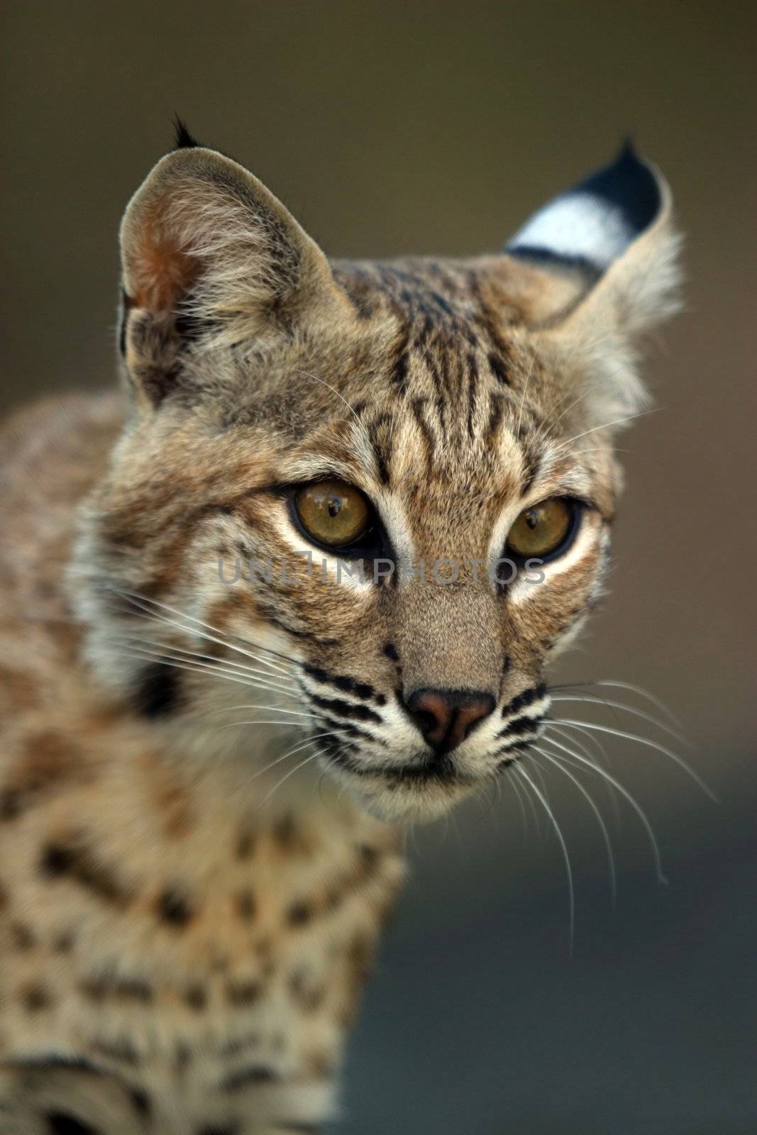 Illustration to magazine about animals. Close-up portrait of a bobcat.