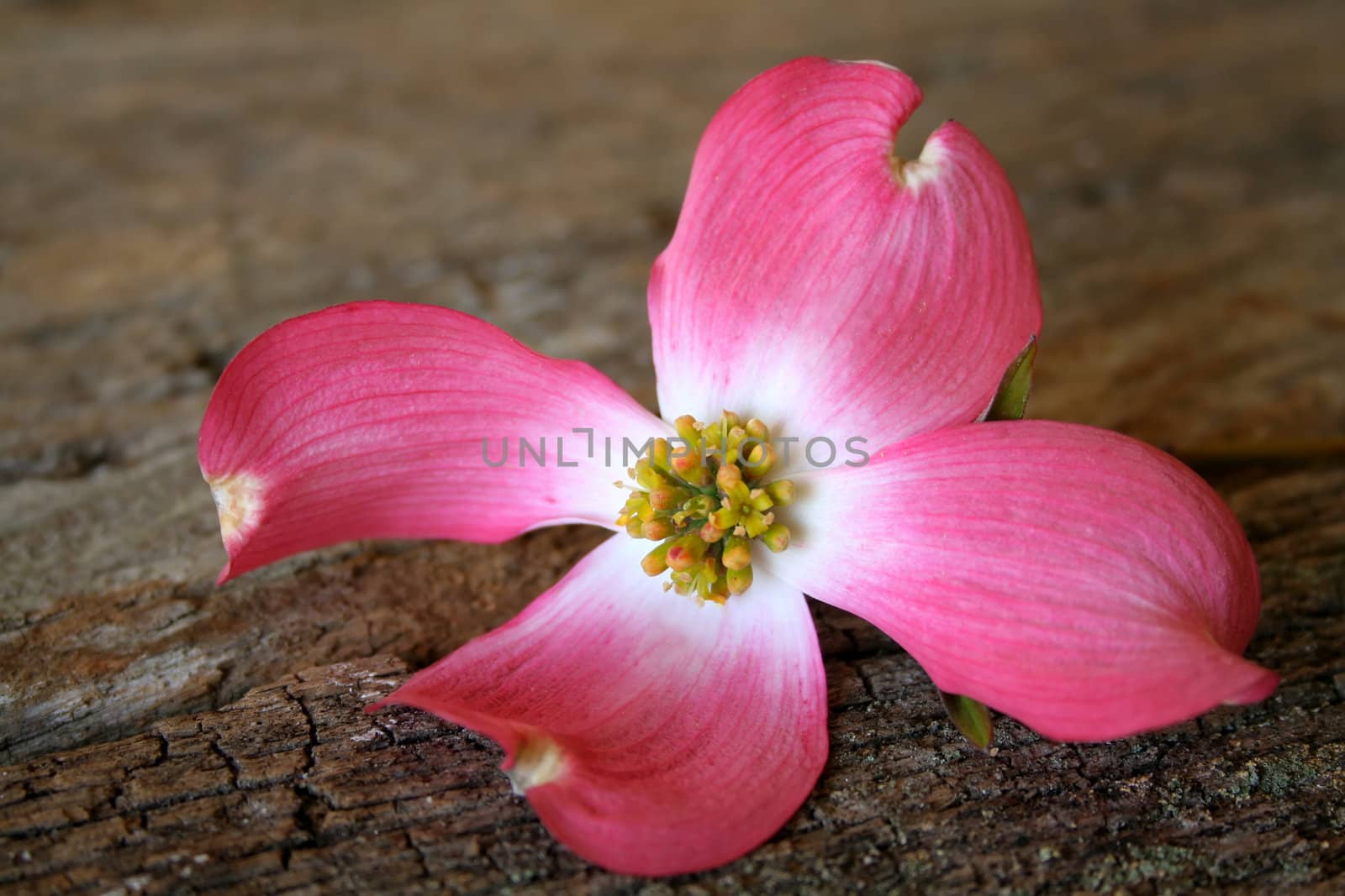 A beautiful pink dogwood bloom on an old piece of wood for a textured background.