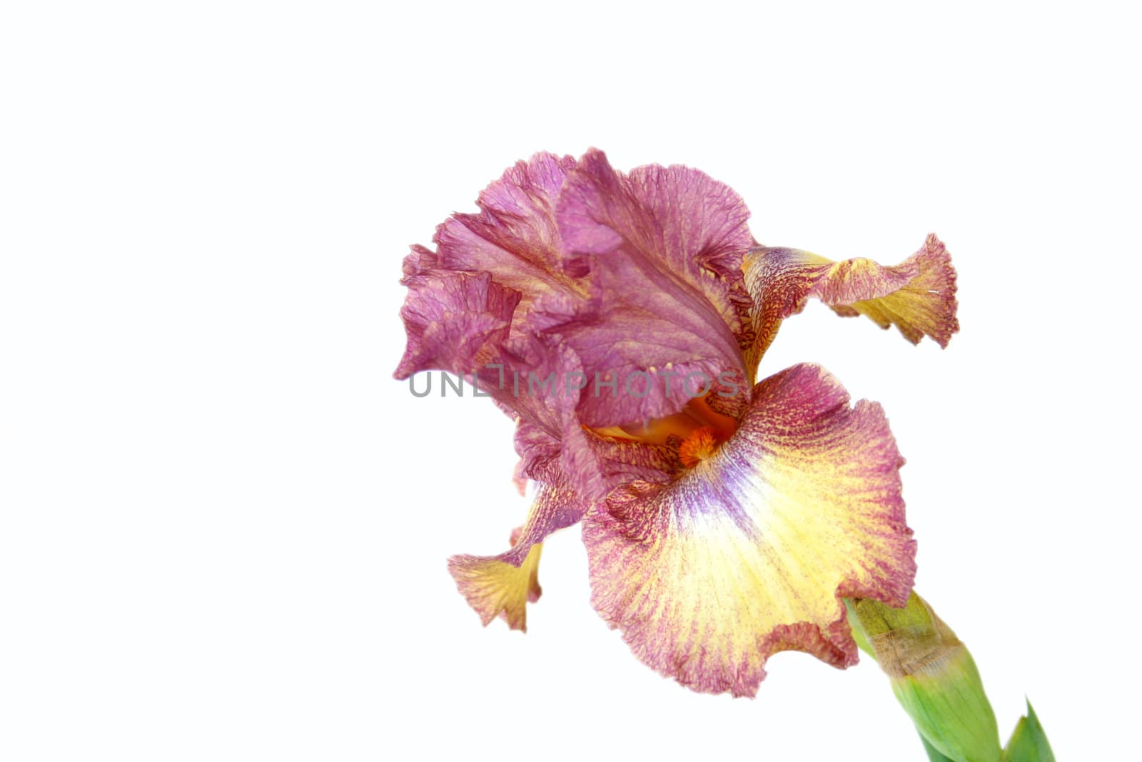 An Iris bloom isolated on a white background.