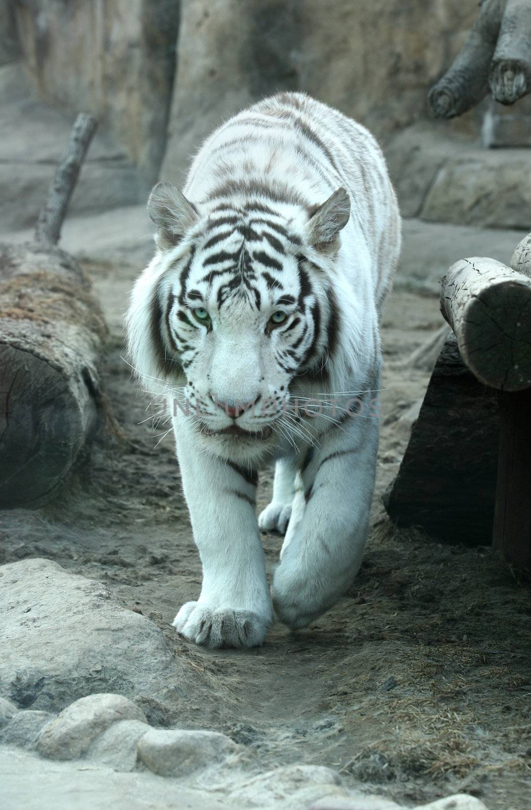 A white tiger at Moscow zoo in Russia. Indian people think that a meeting with a white tigers brings a good luck