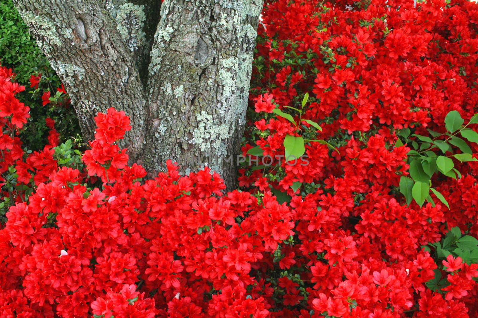 A beautiful azalea full or red blooms and a tree trunk that adds texture.  A great nature background.