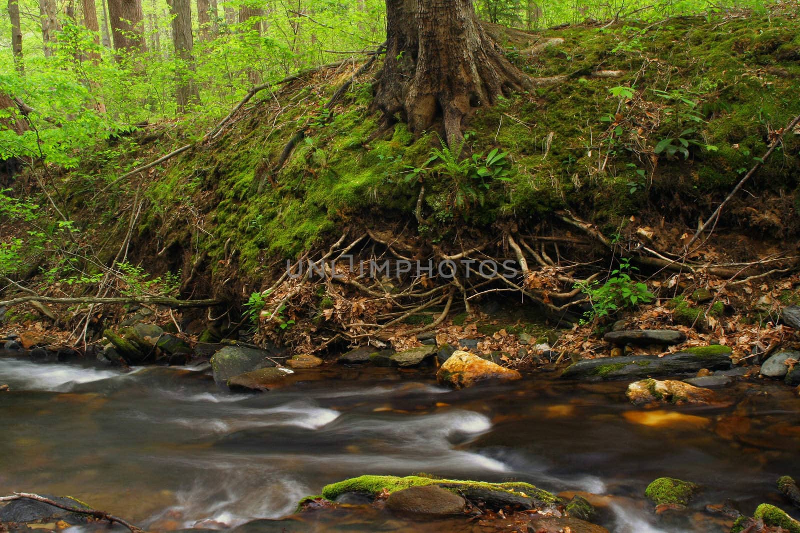 A small creek in the woods on a Spring day.