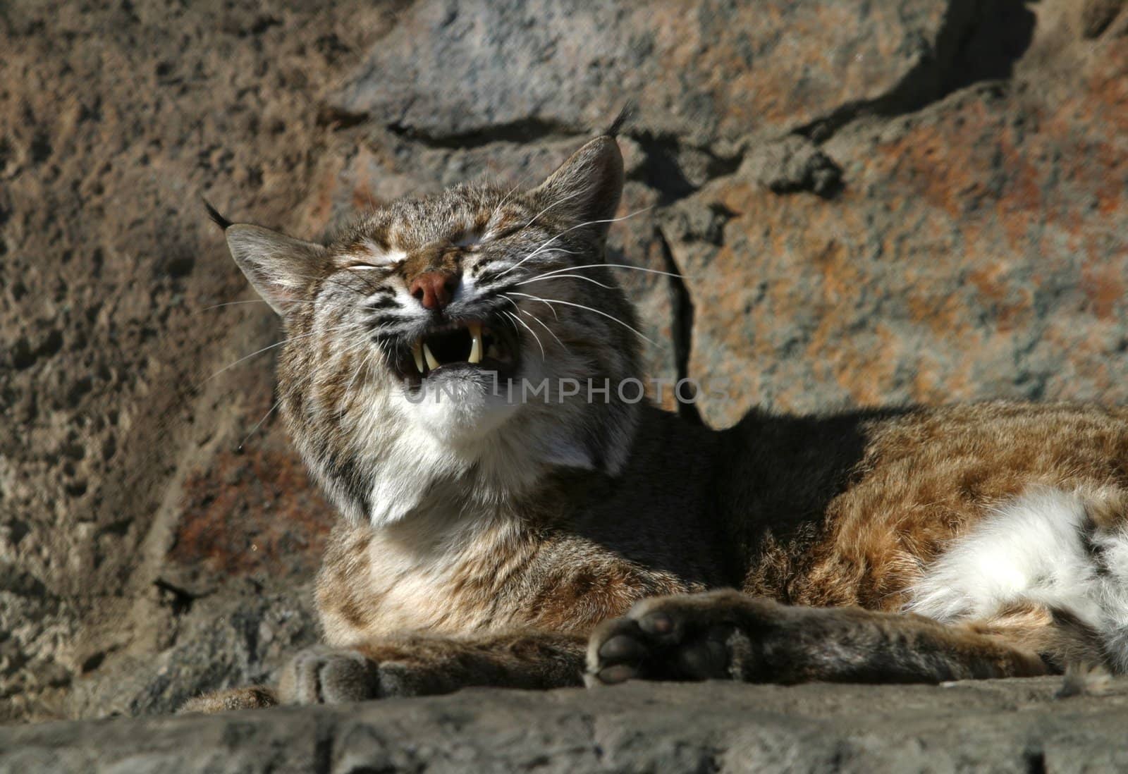The image of a wild cat with an open mouth