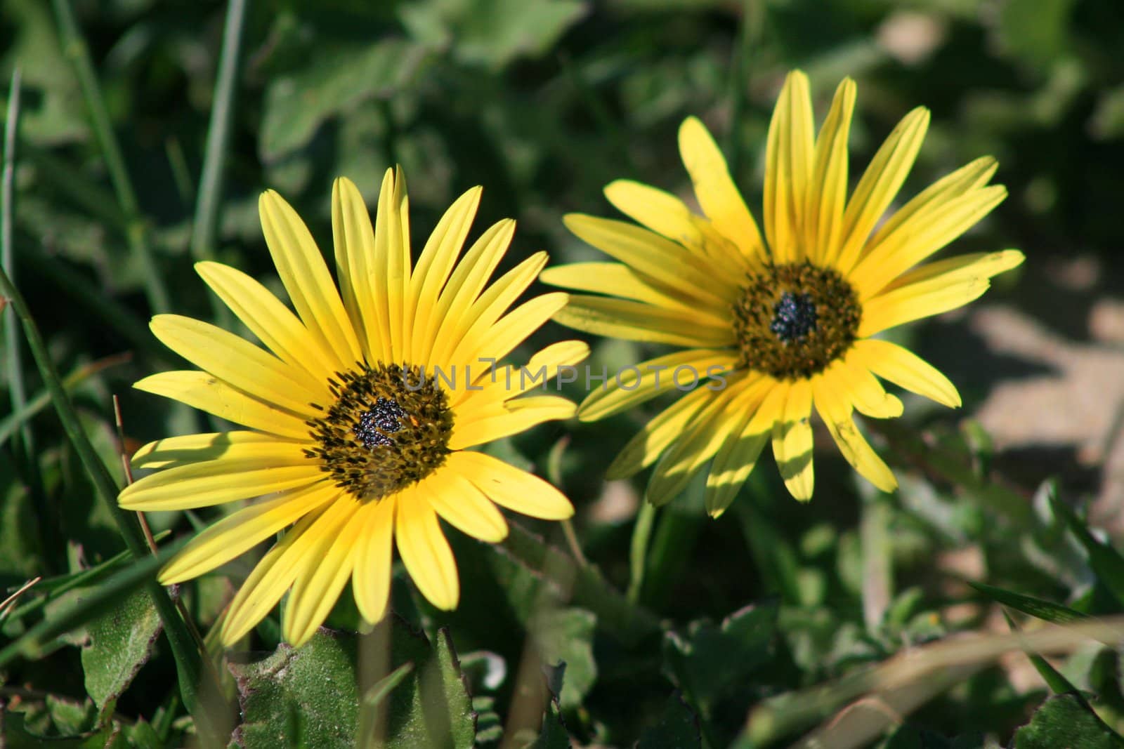 yellow flowers