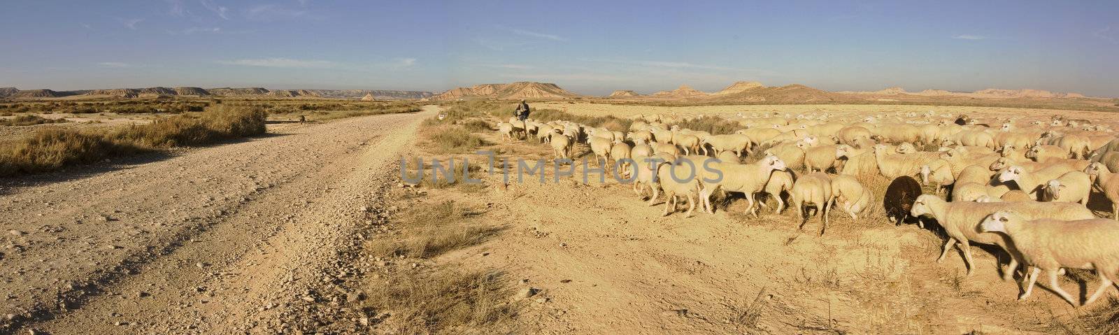 image of a sheperd with the cattle in Las BArdenas, Navarra, Spain