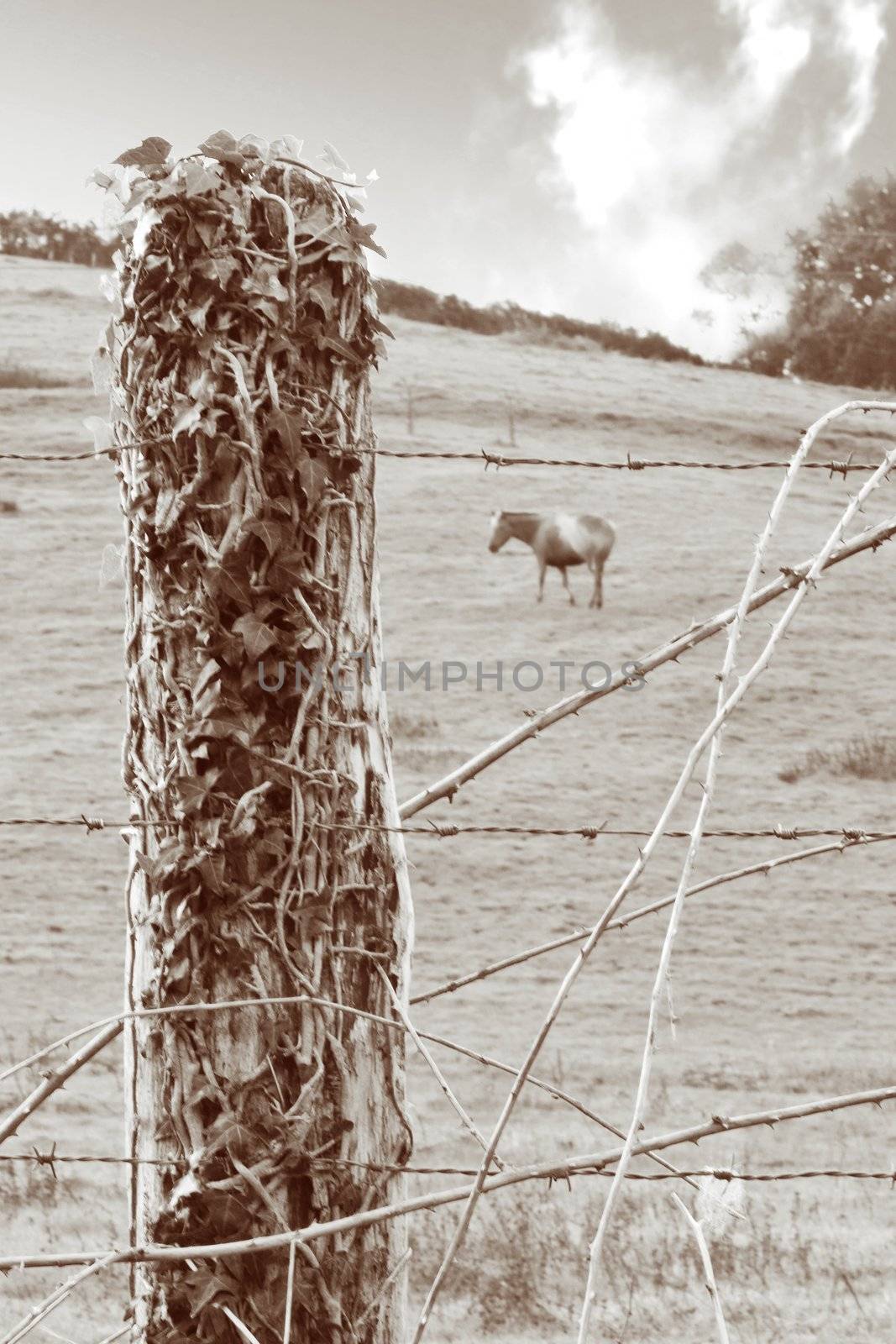 image of a calm horse in the farm eating