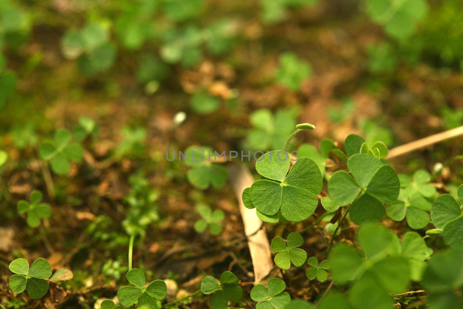 A jungle of 4 (four) leaf clovers! Lucky day!