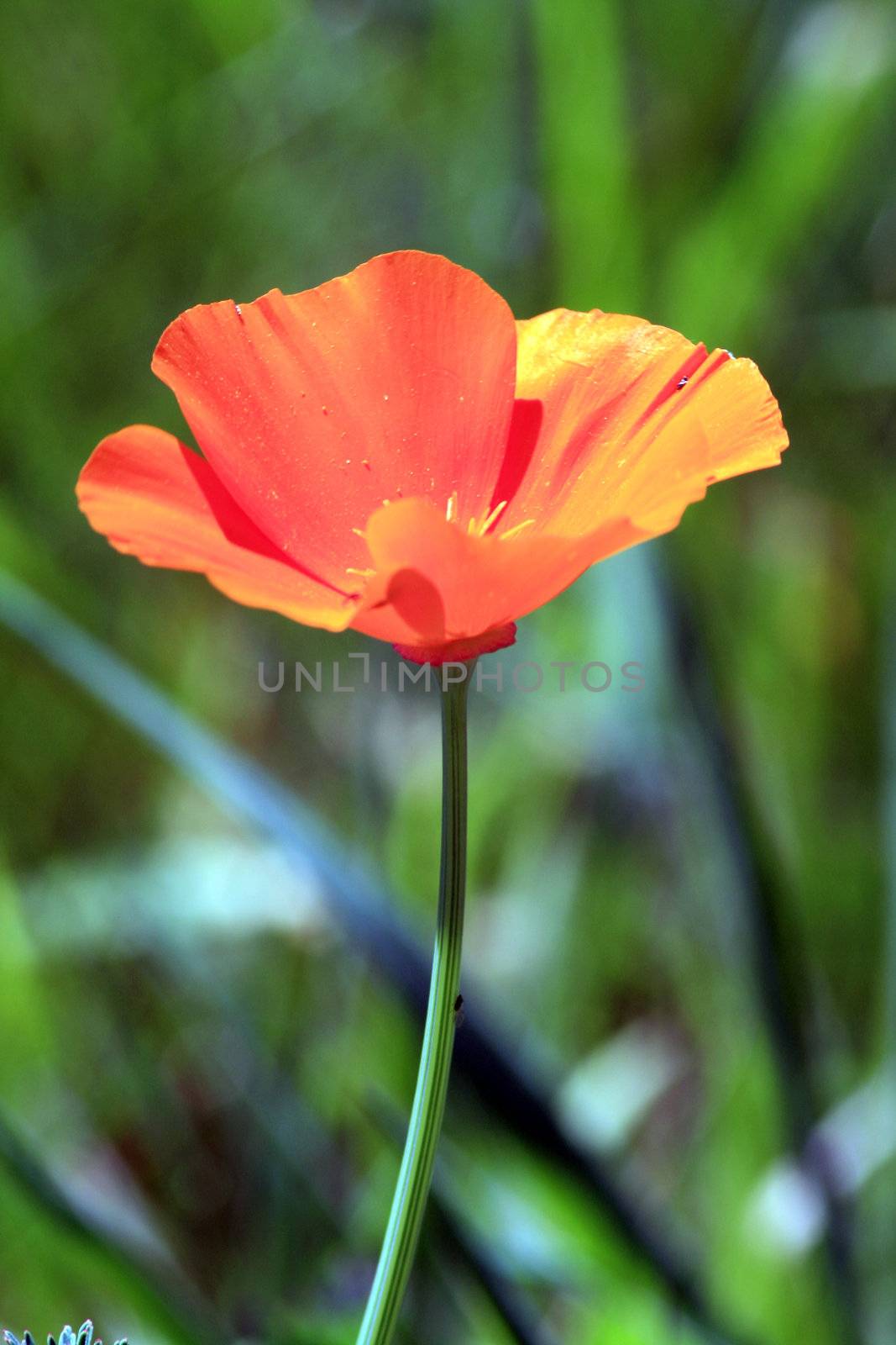 orange poppy by jpcasais