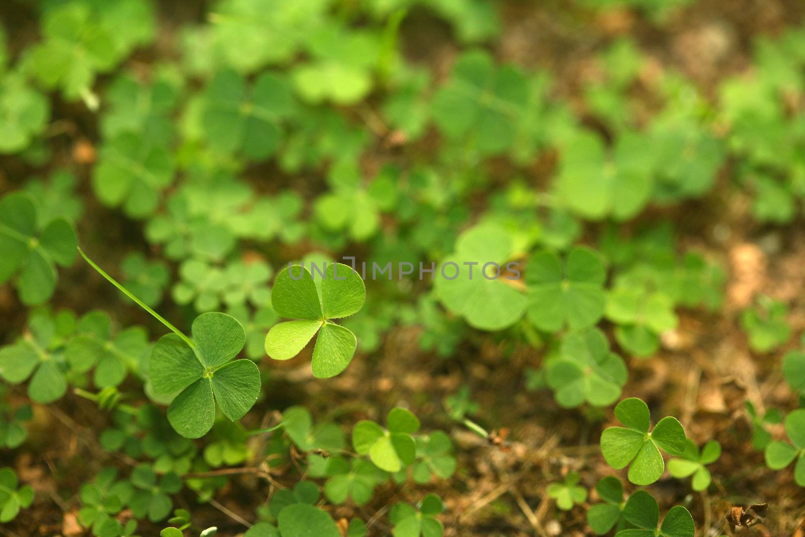 A jungle of 4 (four) leaf clovers! Lucky day!