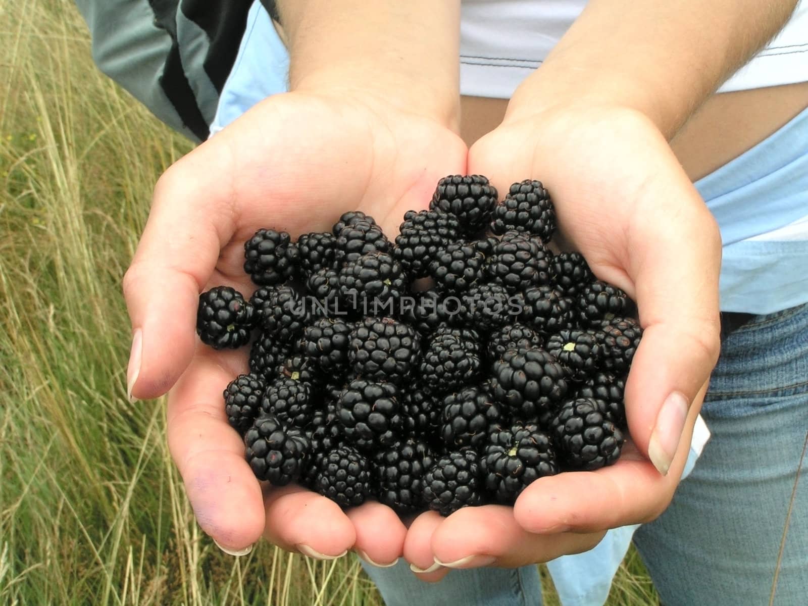Blackberries, offered in hands 
