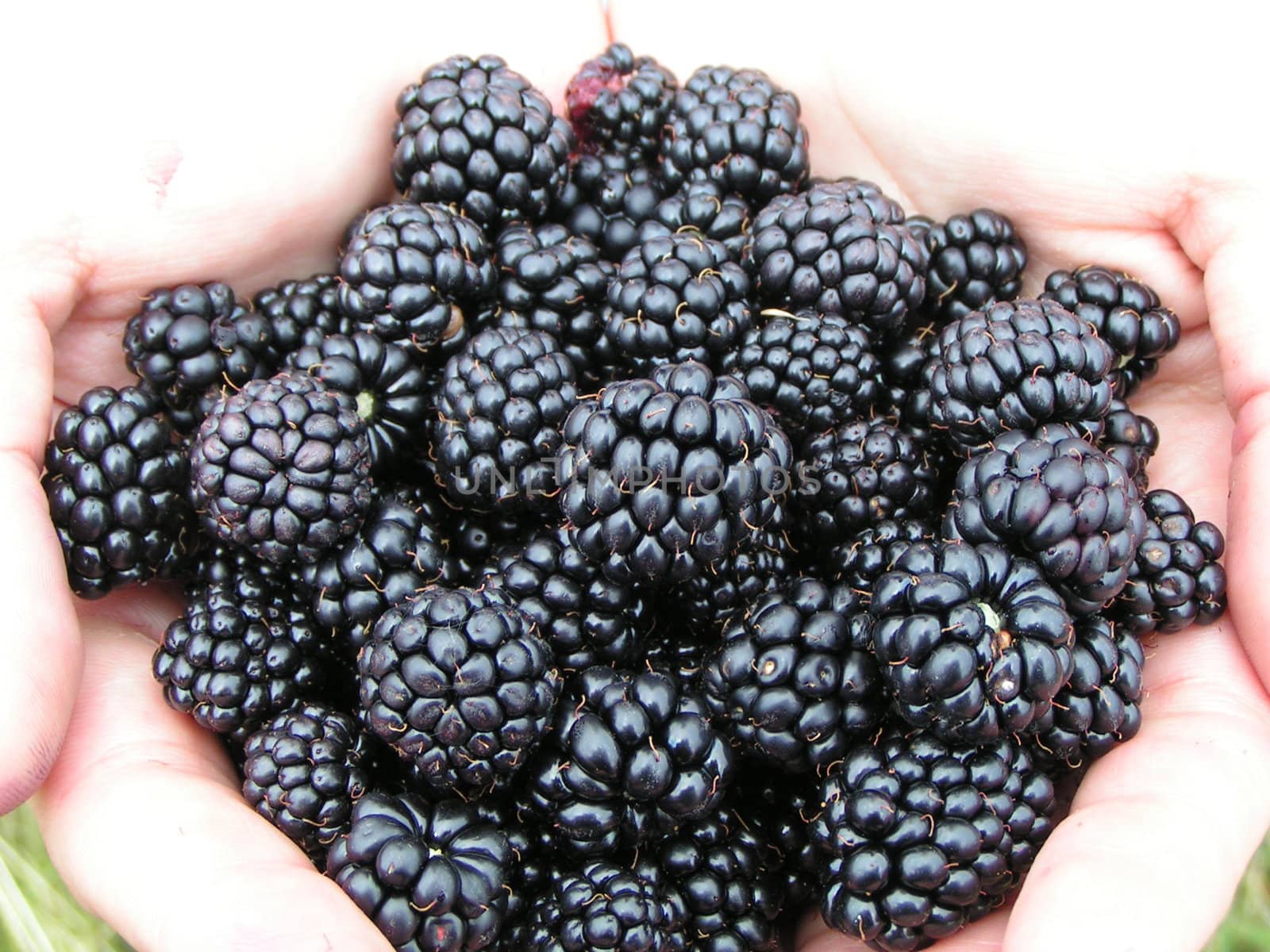 Blackberries, offered in hands. close-up