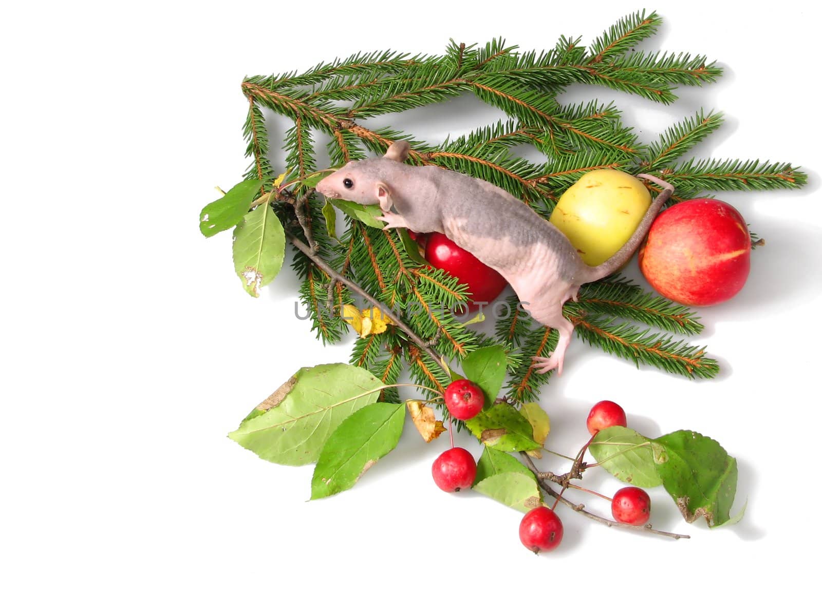 Rat on a branch of a New Year tree by Svetovid